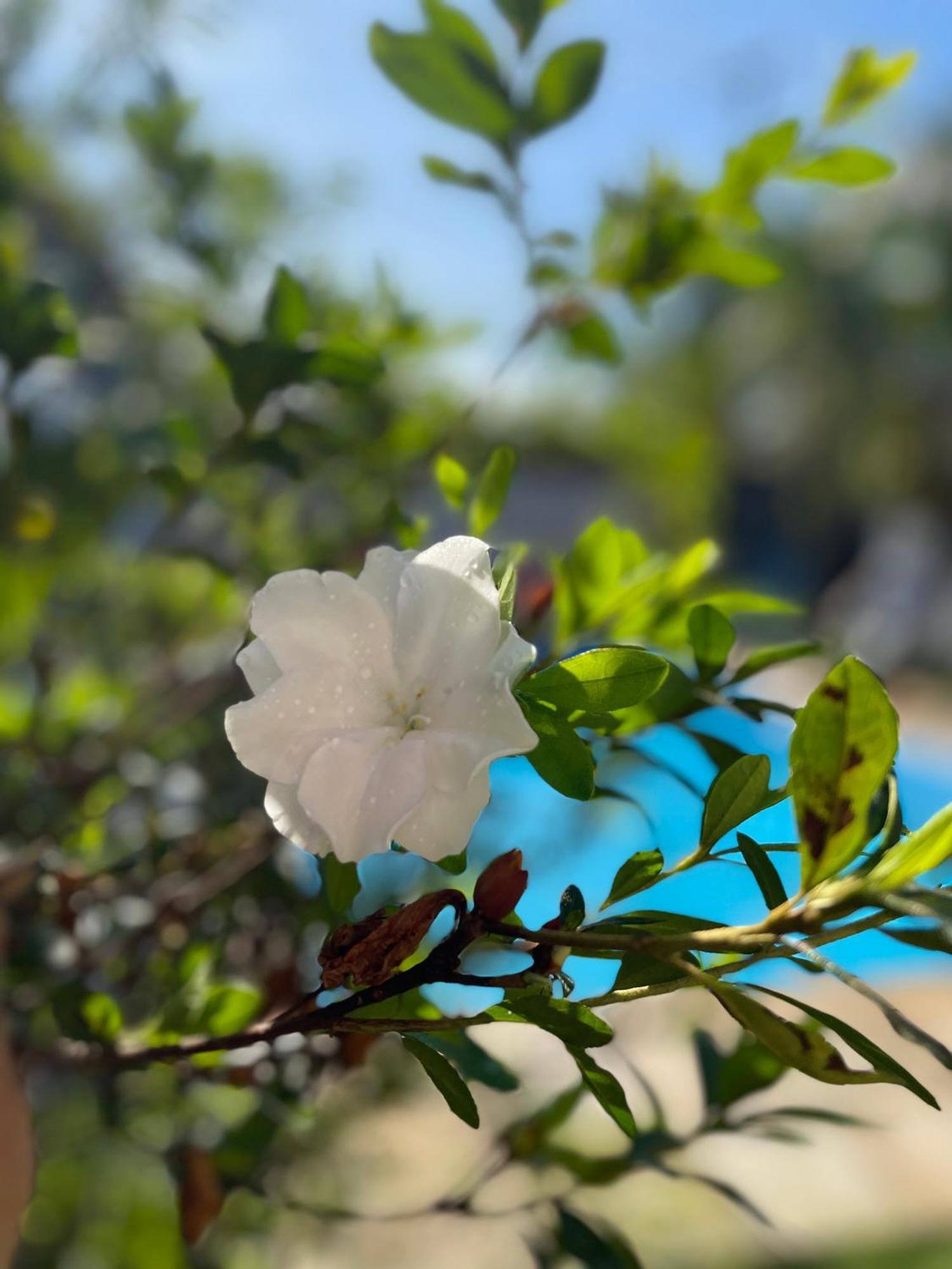 Pousada Jardins Парати Екстериор снимка